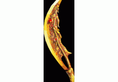 ƽ֮Ӱ
