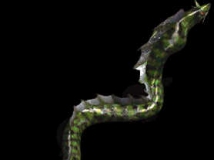 ɭˮ