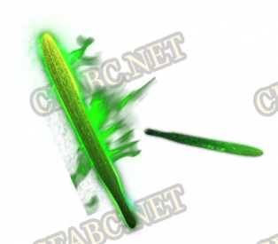 ز-ز1225181-ز