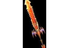 ħ